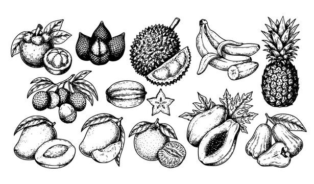 Hand Drawn Tropical Fruit Botanical Vector Set with Vintage Black Ink Illustrations