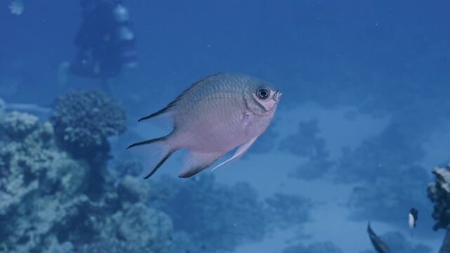 Curious white belly damselfish.