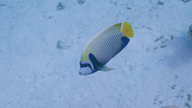 Emperor angelfish cruising the seabed.