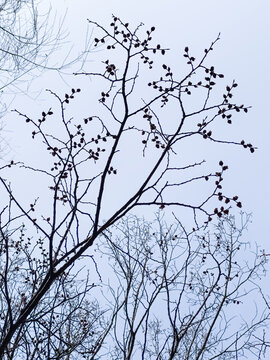 A vertical bottom-up photo of bare tree branches with small dark alder cones against an overcast sky in early spring