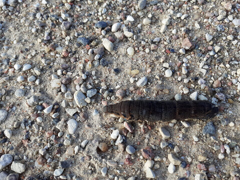 A wine hawk moth caterpillar crawls across multicolored pebbles. Viewed from above. Close-up. The individual is brown with black stripes. The insect has large eyes with a white border and a short horn