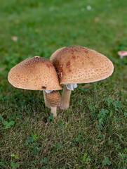 mushrooms in the grass © Shirley