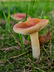 mushroom in the grass © Shirley