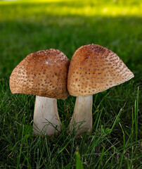 mushrooms in the grass © Shirley