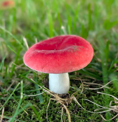 red cap mushroom © Shirley
