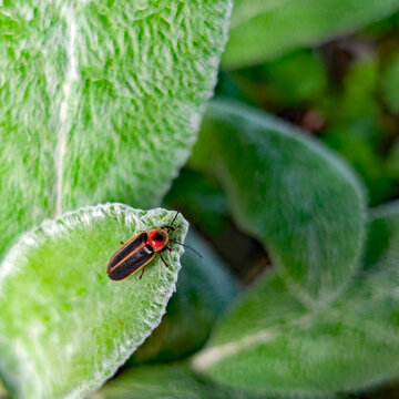 Firefly on leaf