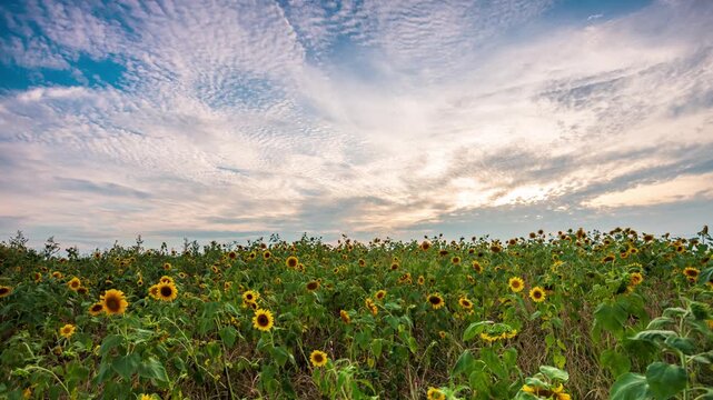 Hefei Xiao Lingnan Sunflower Field Timelapse: Golden Blooms and Flowing Clouds Under Summer Sunset