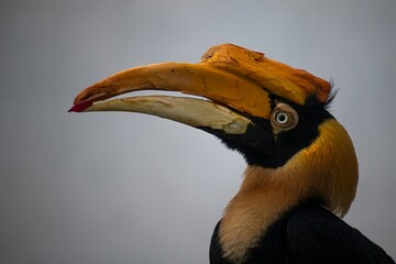 The Great Hornbill (Buceros bicornis). © Vine.Photographic