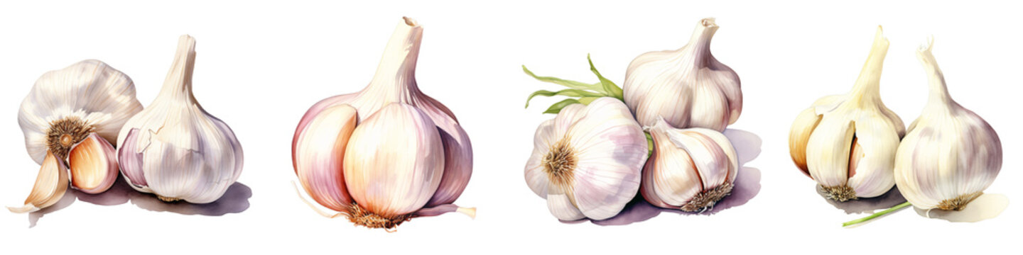 Watercolor illustration of various garlic bulbs isolated against a black background