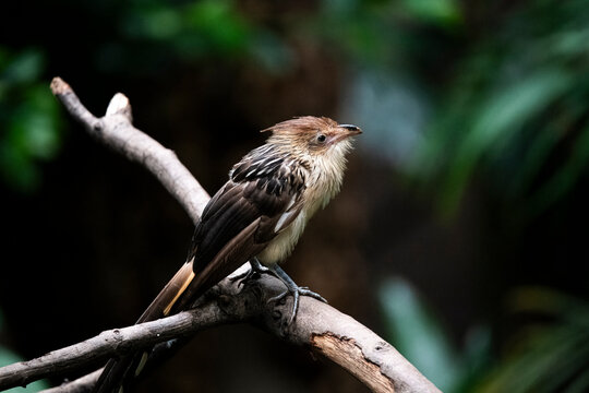 The Guira Cuckoo (Guira guira).
