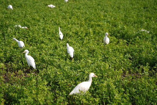 View of cattle egrets foraging in a lush green field in Zagazig, Al-Sharqia Governorate, Egypt.
