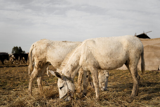View of two white donkeys grazing on dry pasture in a rural field in Zagazig, Al-Sharqia Governorate, Egypt.
