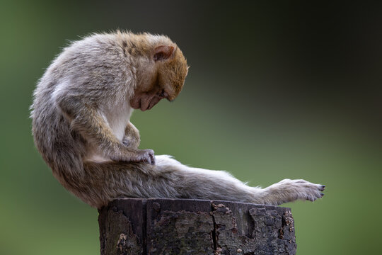 View of a Barbary macaque sitting on a tree stump and grooming its leg at the Montagne des singes in Kintzheim, Grand Est, France.