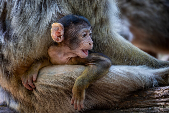 View of a baby Barbary macaque resting in the arms of its mother at the Montagne des singes in Kintzheim, Grand Est, France.