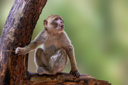 View of a Barbary macaque sitting on a tree branch and looking upwards at the Montagne des singes in Kintzheim, Grand Est, France.