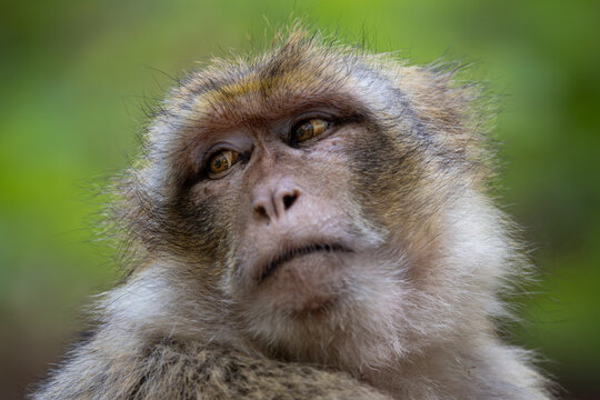 View of a Barbary macaque with expressive eyes and detailed fur at the Montagne des singes in Kintzheim, Grand Est, France.