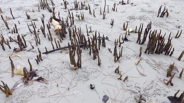Aerial Roots, pneumatophore (crampon) Of Red Mangrove Trees On The Coast Of Andaman sea. Sand Scopimera Crab Balls