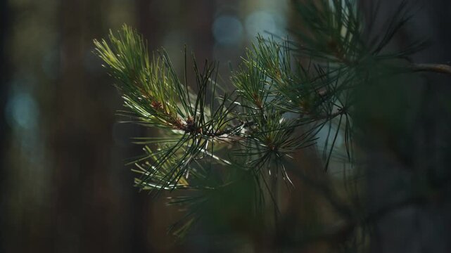 Branch of the pine tree in the dry pine forest