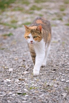 Cute Calico cat  walking outside. Vertical image with selective focus.	