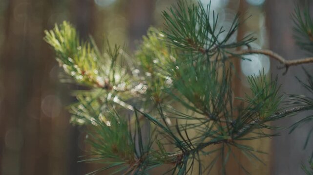 Branch of the pine tree in the dry pine forest