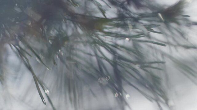 Branch of the pine tree in the wet pine forest after the summer rain