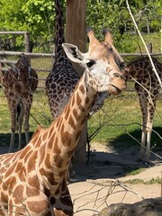 giraffe in the zoo © Anar