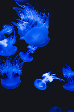 Blue jellyfish drifting underwater in dark ocean water