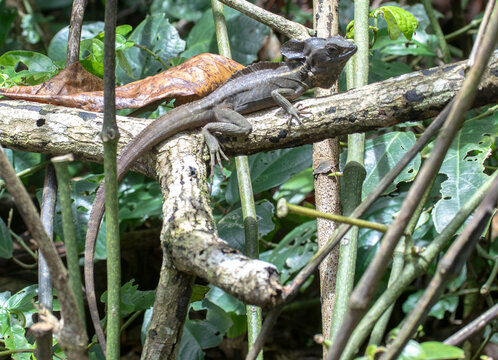 Basiliscus plumifrons. Basilisk lizard. Jesus Christ lizard. Jesus lizard. Basilisco. Lagarto Jesucristo.