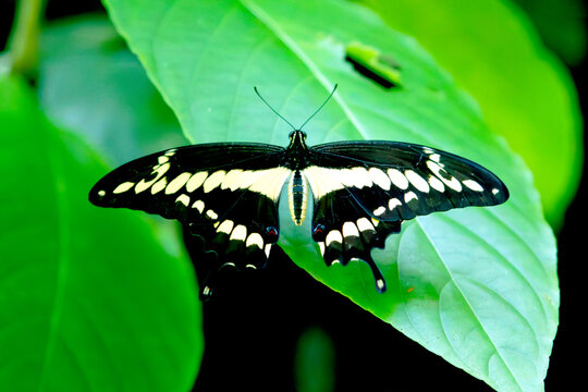 Papilio Thoas. King Swallowtail. Mariposa cometa.