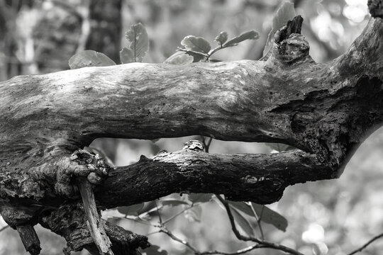 Tronco seco en la selva de Costa Rica