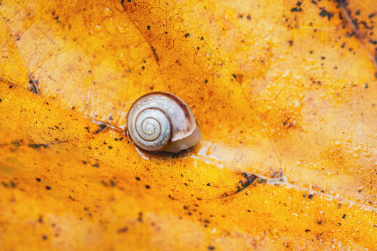 Snail shell resting on a golden autumn leaf background