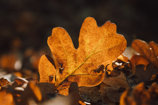 Golden oak leaf on forest floor in autumn sunlight