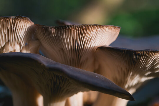 Macro view of mushroom gills in autumn forest light