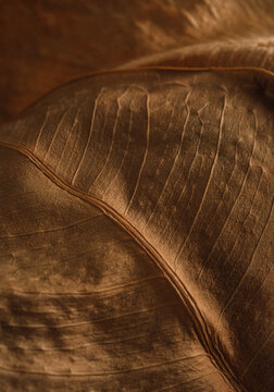 Macro view of a dried autumn leaf with rich brown texture