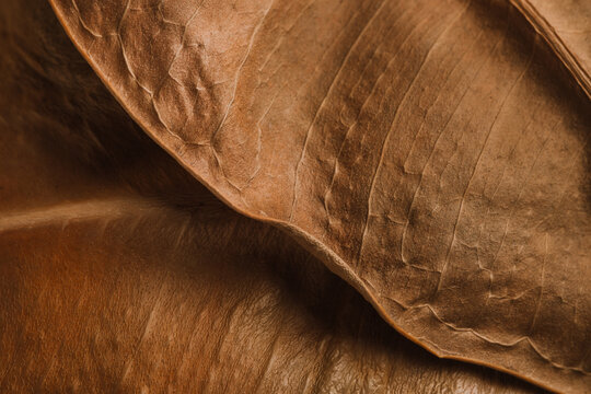 Macro view of dry autumn leaves with rich brown texture