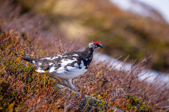 View of a willow ptarmigan in its spring plumage standing among low, dry shrubs with patches of snow in the background in Valldal, More og Romsdal, Norway.