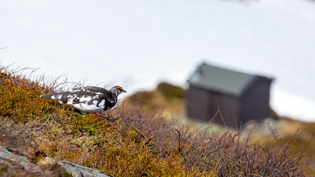 View of a rock ptarmigan in spring plumage standing on a mossy, shrubby mountain slope with a small wooden cabin in the background in Valldal, More og Romsdal, Norway.