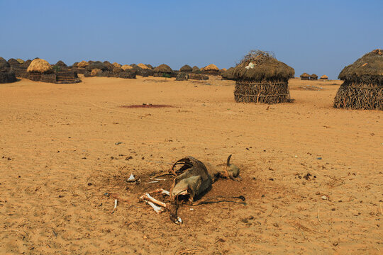 View of a dead animal carcass lying on the arid sand of the Cholistan Desert with traditional thatched huts in the background, Bijnot, Punjab, Pakistan.
