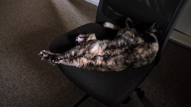 Tortoiseshell cat stratching lying on its back in a funny pose on a black chair at home. Funny pet wakes up, domestic animal, indoor lifestyle. High quality 4k footage.
