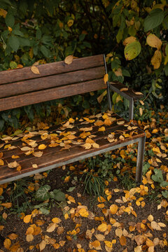 Weathered park bench covered with fallen autumn leaves