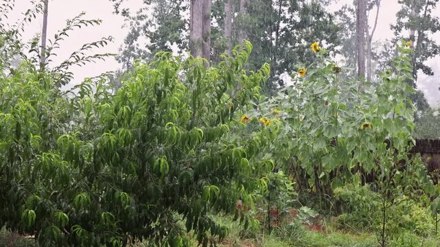 Rain hits leaves sunflowers in garden while sky is thunderstorm on stormy day gray cloudy.