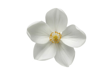 Obraz premium White five petal flower with yellow stamens