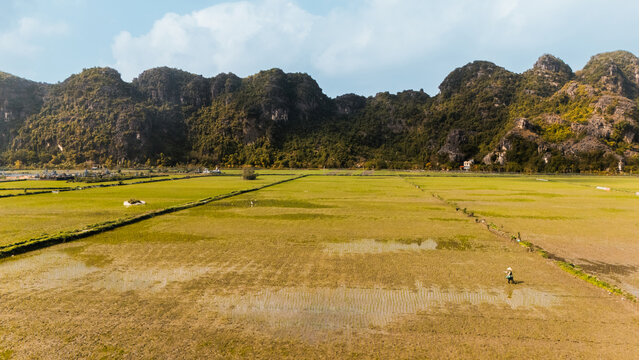 Rice field beneath limestone mountain in Vietnam
