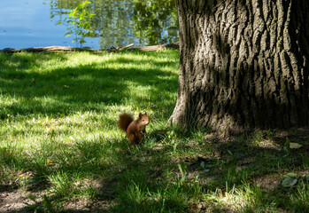 Cute young red squirrel standing at the green grass next to a tree at the banks of a lake. © Lazaros