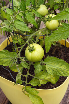 Tomato plant in yellow pot on rustic wooden deck.
