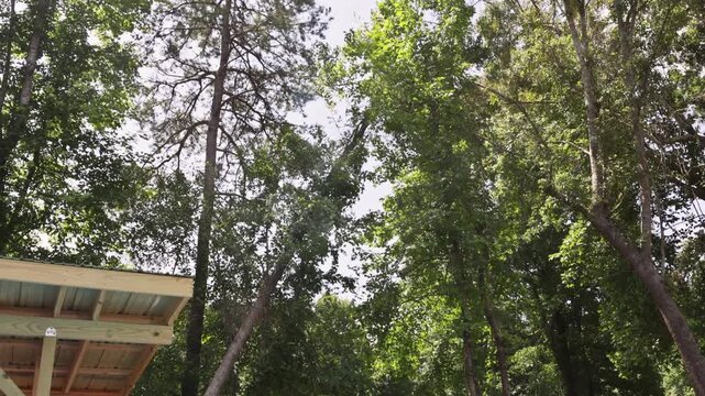 Felled tree falls in wooded area during deforestation for construction with wooden structure underneath