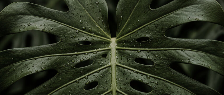Feuille de monstera verte avec gouttes d&rsquo;eau en gros plan