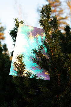 Iridescent mirror among evergreen foliage in sunlight