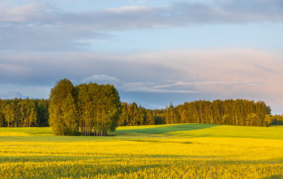 View of a vibrant yellow rapeseed field under a soft evening sky with a cluster of green trees and a distant forest in the background in Sokolka, Podlaskie Voivodeship, Poland.