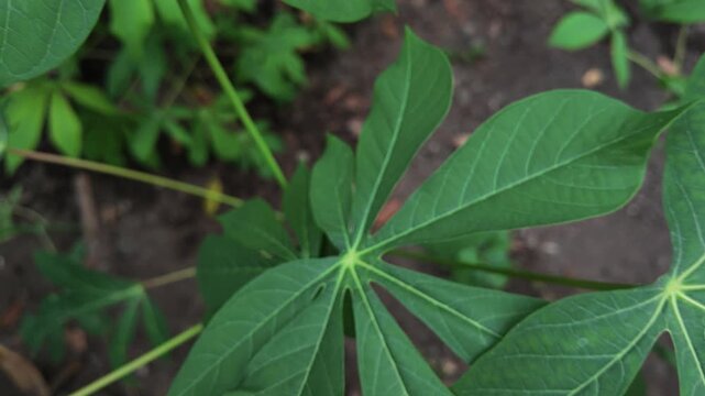 Green cassava leaf closeup.